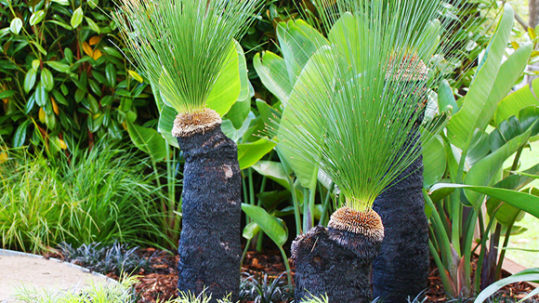 Melbourne Flower Show - Esjay Landscapes