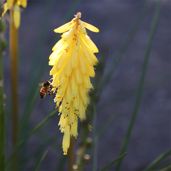 Keeping Melbourne gardens vibrant, healthy and lush all year round