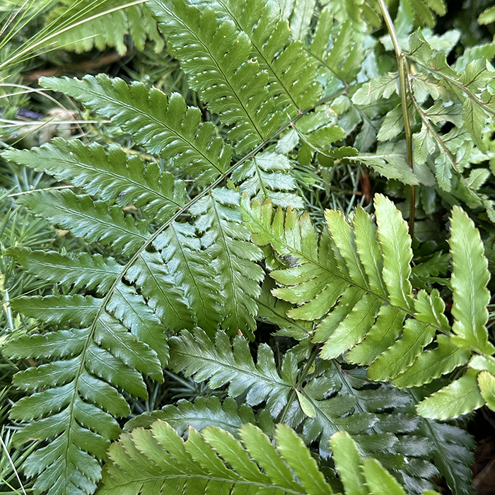 Dryopteris erythrosora – Autumn Fern