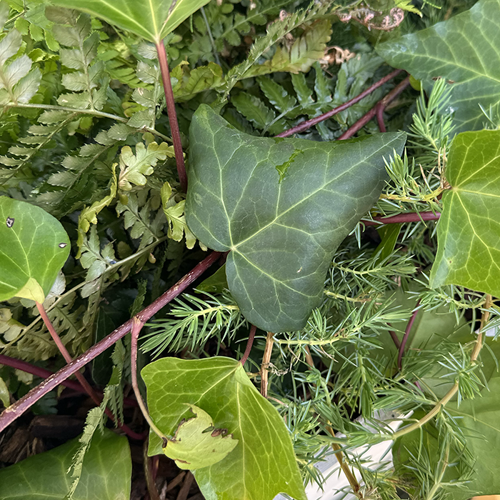 Hedera canariensis – Canary Island Ivy