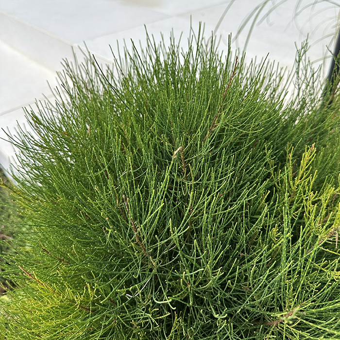 Casuarina glauca ‘Green Wave’