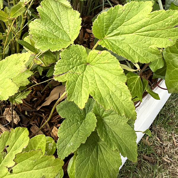 Anemone japonica ‘White’ – Japanese Windflower