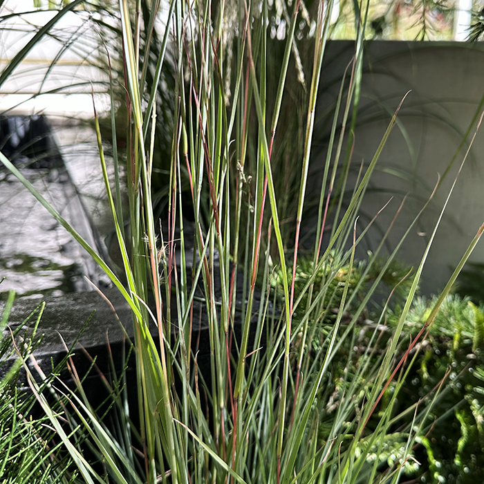 Andropogon scoparius ‘Prarie Blues’ – Little Blue Stem