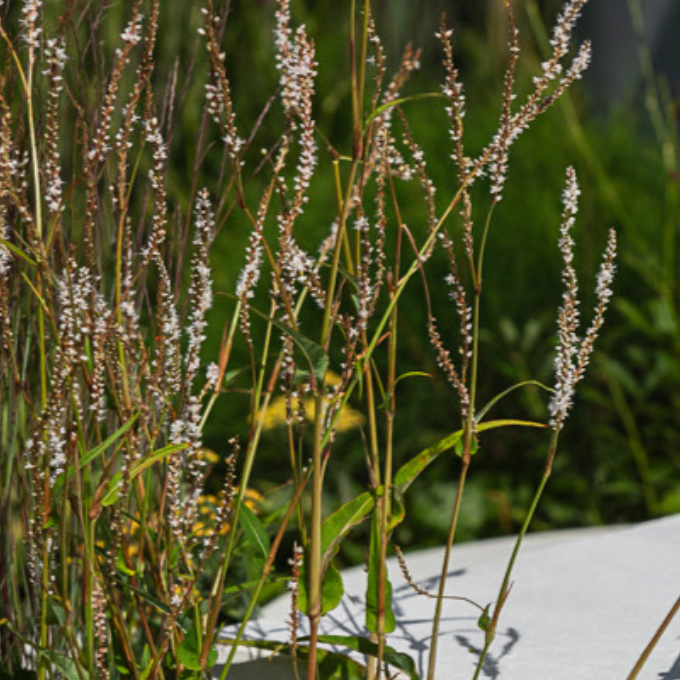 Persica amplexicaulis ‘Alba’ – Mountain Fleece