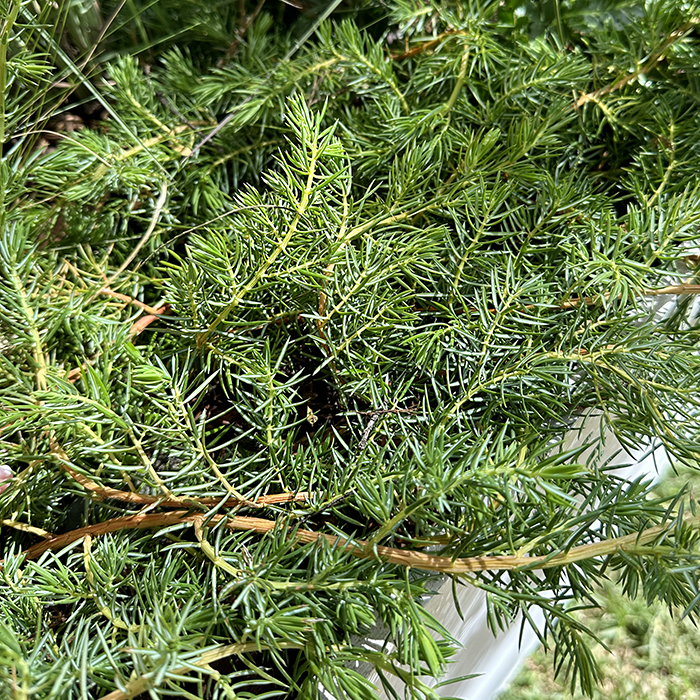 Juniperus conferta – Shore Juniper