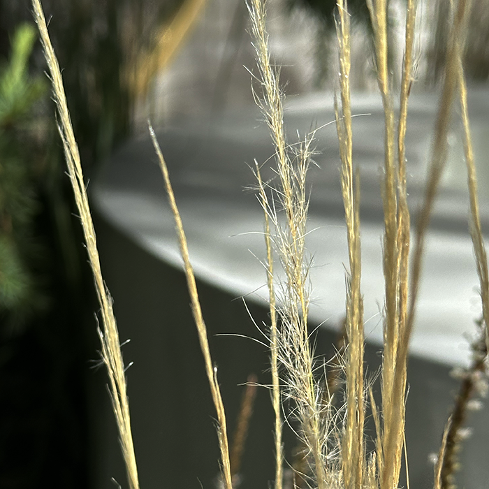 Stipa ichu – Peruvian Feather Grass