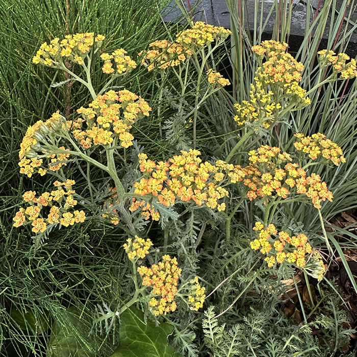 Achillea millefolium ‘Terracotta’ – Yarrow